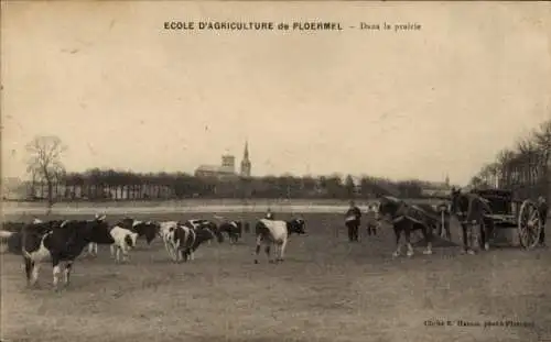 Ak Ploermel Morbihan, Kühe auf der Wiese, Schule für Landwirtschaft, ländliche Szene