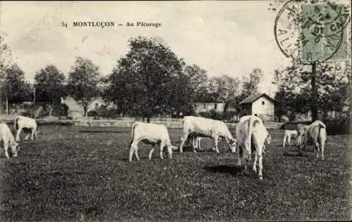 Ak Montluçon Allier, Au Paturage