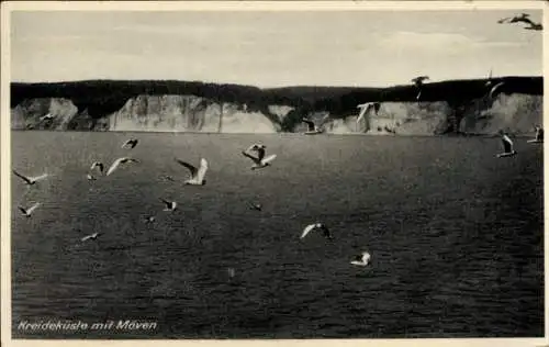 Ak Sassnitz auf Rügen, Kreideküste, Möwen