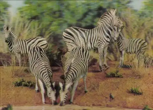 3-D Ak Zebras, Frankfurt Messe 1973