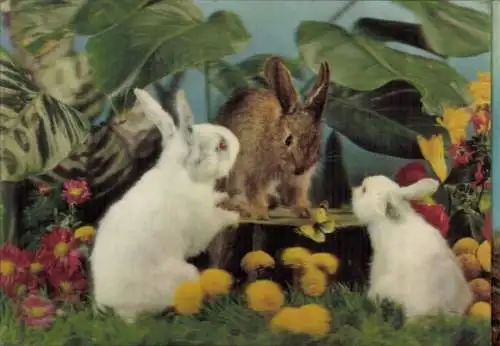 3-D Ak Three rabbits, Drei Hasen, Albinos