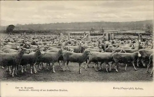 PC Market, History of an Australian Merino