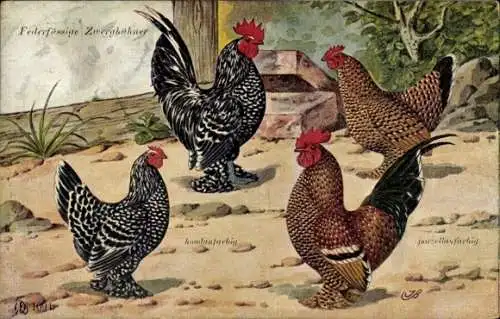 Künstler Ak Federfüßige Zwerghühner, Vögel