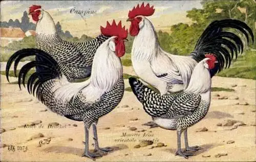 Künstler Ak Campiner, Monette Irise