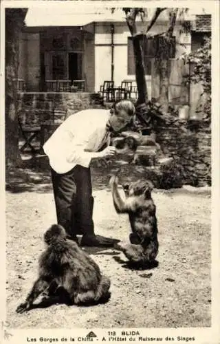 CPA Blida Algérie, Les Gorges de la Chiffa, Hôtel du Ruisseau des Singes