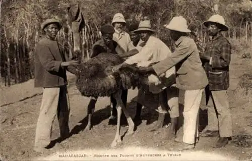Ak Tulear Madagascar, Rupfen von Straußenfedern