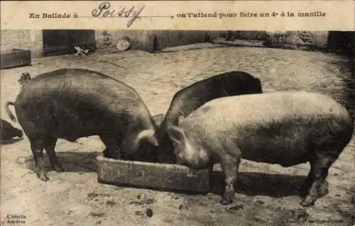 Ak Drei Schweine fressen aus einem Trog.