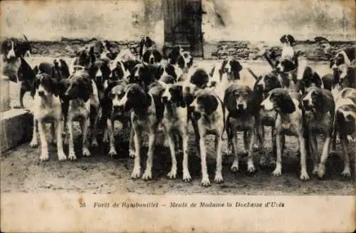 Ak Foret de Rambouillet Yvelines, Jagdhunde, Meute