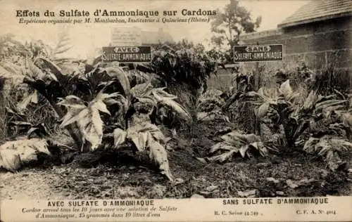CPA Reklame, Effets du Sulfate d'Ammoniaque sur Cardons, Sans Sulfate