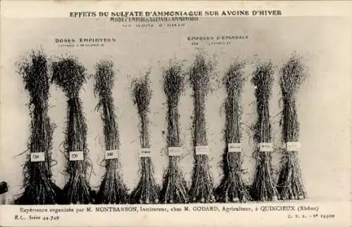 CPA Reklame, Effets du Sulfate d'Ammoniaque sur Avoine d'Hiver