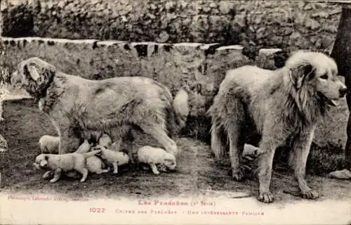 Ak Pyrenäen, Hunde, Welpen