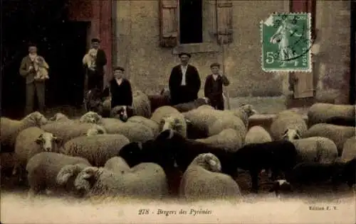Ak Hirten aus den Pyrenäen, Schafherde