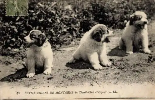 Ak Pyrenäen-Berghunde, drei Welpen