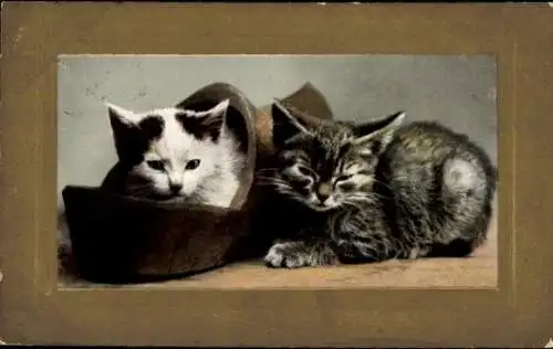 Passepartout Ak Zwei junge Katzen, Kätzchen in einem Holzschuh