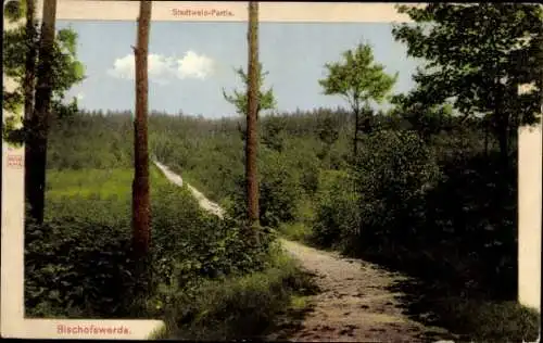 Ak Bischofswerda in Sachsen, Waldweg, Bäume, blauer Himmel, Stadtwald-Partie, Naturaufnahme