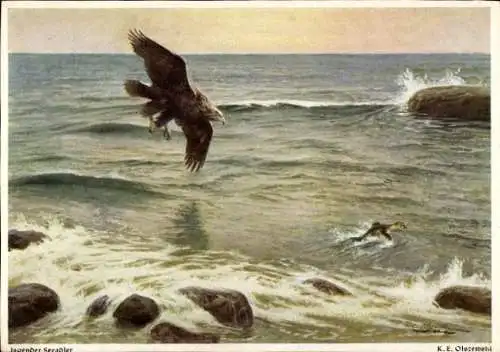 Künstler Ak Olszewski, Jagender Seeadler