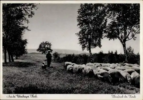 Ak Aus der Rotenburger Heide, Heimtrieb der Herde, Schäfer, Schafe