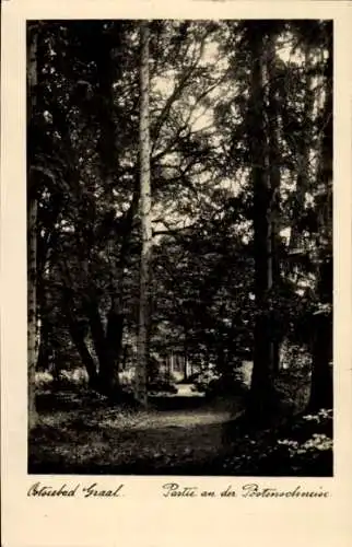 Ak Ostseebad Graal Müritz, Waldweg, Bäume, Lichtspiel, natürliche Szenerie