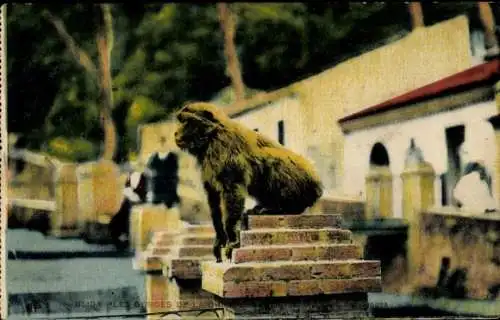 Ak Blida Algerien, Affe auf Mauer sitzend