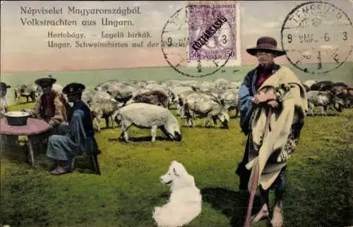 Ak Badacsony Ungarn, Schweinehirten auf der Wiese, Tracht