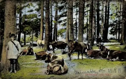 Ak Harz, Hirte im Wald, Rinder