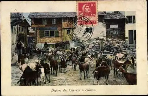 Ak Salvan Kanton Wallis Schweiz, Auszug einer Ziegenherde