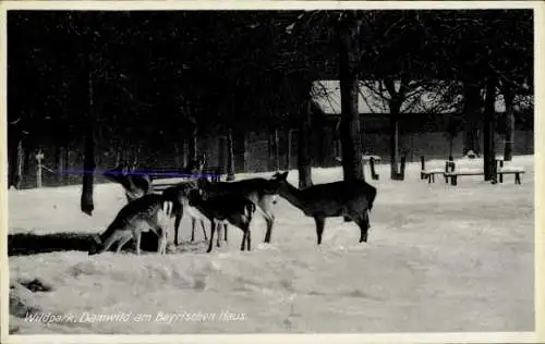 Ak Potsdam, Bayrisches Häuschen im Wildpark, Damwild