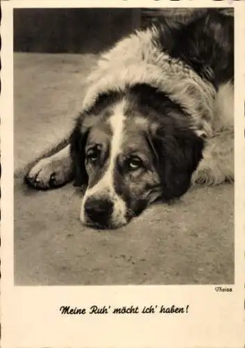 Ak Hund, Meine Ruh' möcht ich' haben