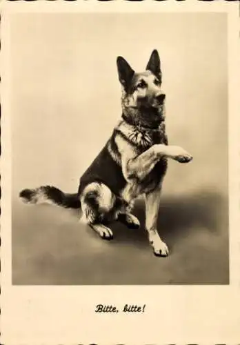 Ak Hund, Schäferhund, Bitte, bitte