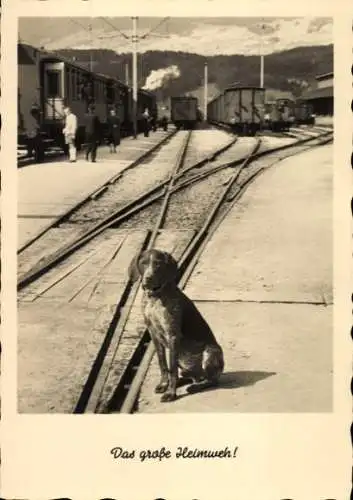 Ak Hund am Bahnhof, Das große Heimweh