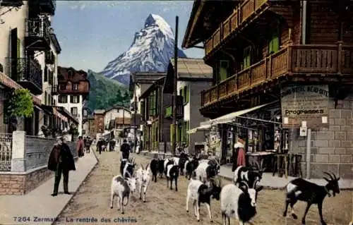 Ak Zermatt Kanton Wallis Schweiz, Schweizer Alpen,  Matterhorn, Ziegen, Hotel Beau-Site.