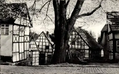 Ak Tecklenburg in Westfalen, Historische Fachwerkhäuser, Baum, Straße