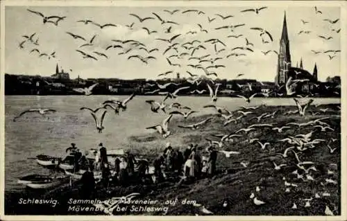 Ak Schleswig an der Schlei,  Möwen, Wasser, Boote, Menschen, Kirche