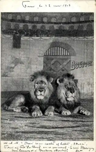 Ak Bostock, Zwei erwachsene Löwen