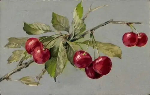 Ak Kirschen hängen an Ast, Obst, Früchte