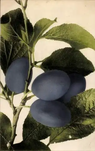 Ak Pflaumen am Zweig mit Blättern