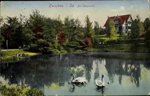 Ak Zwickau in Sachsen, Am Stadtpark, Teichpartie, Schwäne