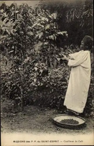 Ak Kaffeeernte in Afrika, Missionare des Heiligen Geistes
