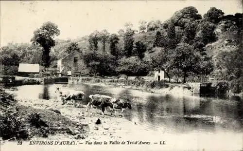 Ak Auray Morbihan, Rinder am Ufer