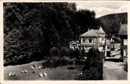 Ak Schwarzburg in Thüringen, Pensionshaus, Parklandschaft, Tiere im Vordergrund