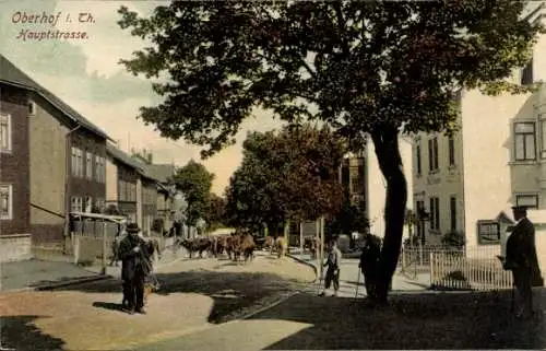 Ak Oberhof im Thüringer Wald, Hauptstraße, Kühe