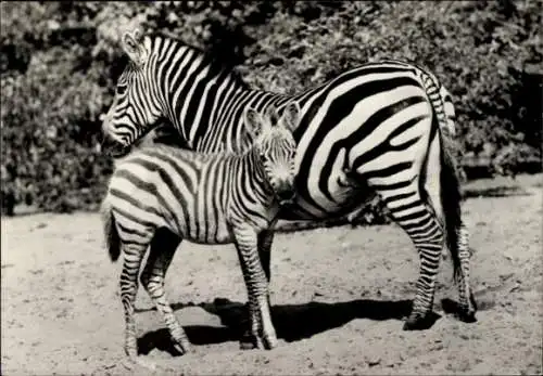 Ak Berlin Lichtenberg Friedrichsfelde, Tierpark Berlin, Böhm-Zebrastute mit Fohlen