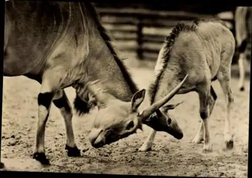Ak Berlin Lichtenberg Friedrichsfelde, Tierpark Berlin, Elenantilopen