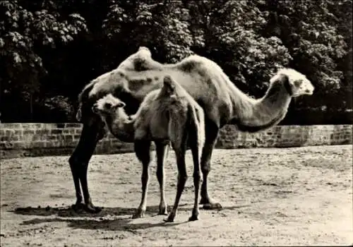 Ak Dresden Altstadt, Zoologischer Garten, Kamelstute mit Jungtier