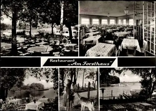 Ak Berlin Reinickendorf Tegel, Restaurant Am Forsthaus, Schwarzer Weg, Terrasse, Reh, Innenansicht