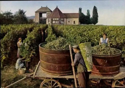 Ak Schweigen an der Weinstraße, Das deutsche Weintor, Weinlese, Ernte