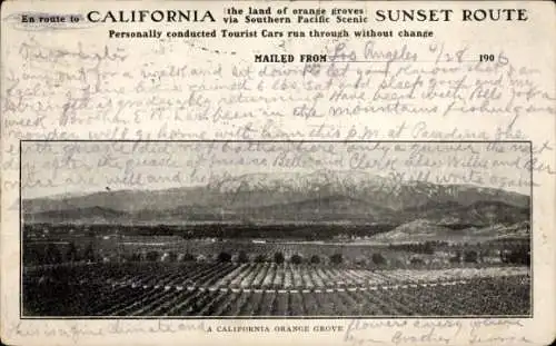 Ak Kalifornien USA, Kalifornische Orangenhaine