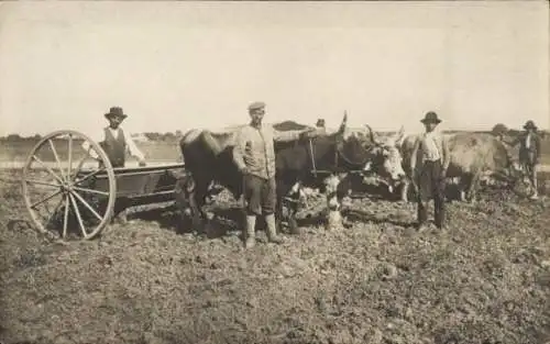Ak Felderbestellung in Rumänien, Feldarbeiter