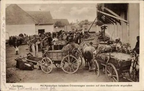 Ak Serbien, Mit Maiskolben beladene Ochsenwagen werden auf dem Bauernhofe abgeladen, I. WK