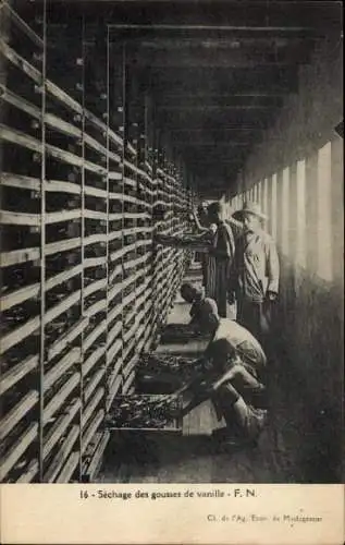 Ak Madagarkar, Sechage des gousses de vanille